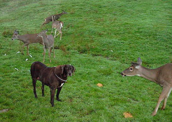 Missy and deer