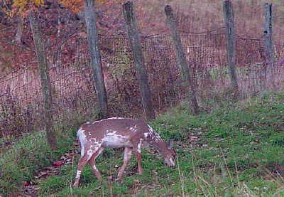 fawn