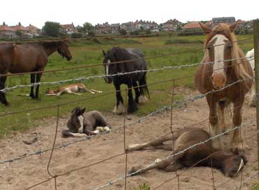 sleeping horses