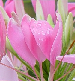 cleomepetal