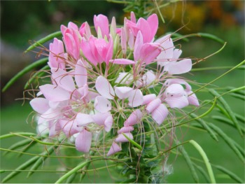 cleome