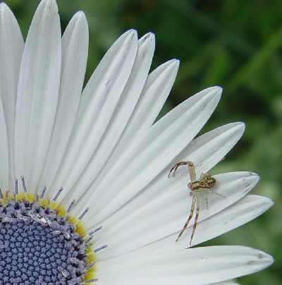 spider2