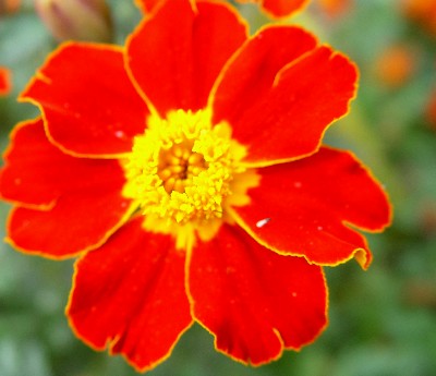 red bloom
