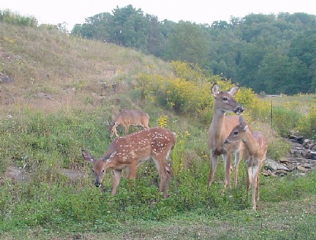 deer at creek