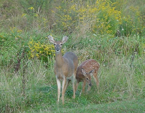 fawn and doe