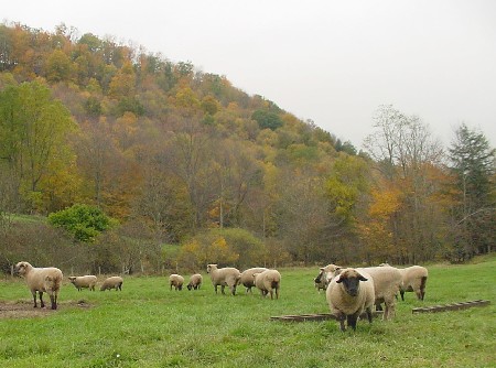 sheep
