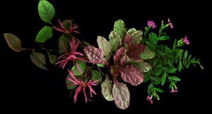 ajuga etc