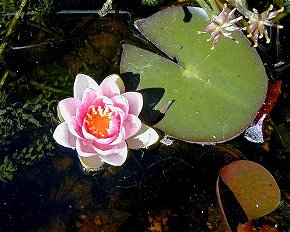 waterlily01.jpg