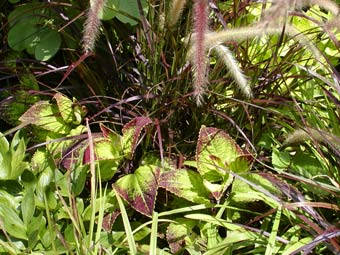 lime/black coleus