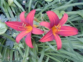 Daylily