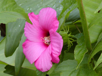 wild hibiscus