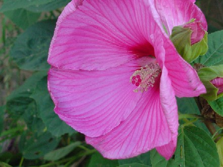 hibiscus