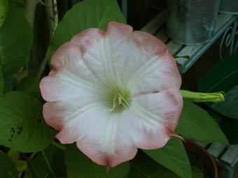 Brugmansia, pink