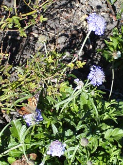 Scabosia 'Butterfly Blue'