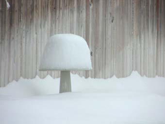 mushroom bath