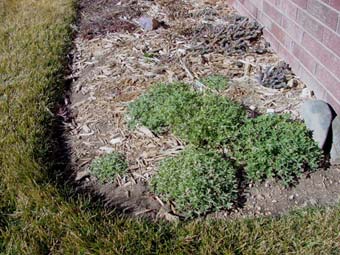 winter bluebonnets