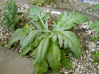 artichoke