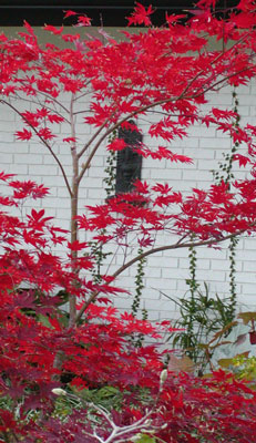 acer