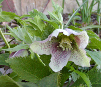 hellebore