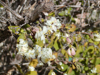winter honeysuckle