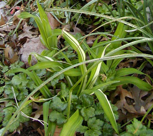 var day lily