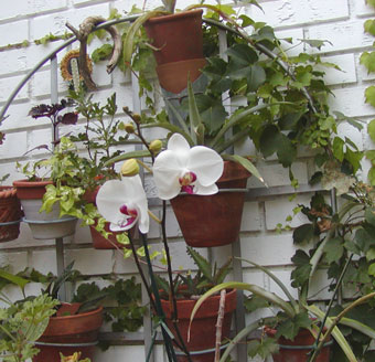 1st phalaenopsis