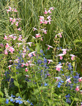 three salvias