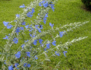 Salvia aurea