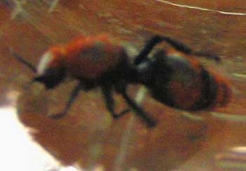 cow killer ant