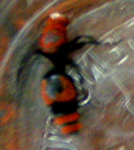 velvet ant