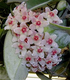 Hoya02.jpg