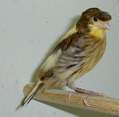 Gloster01.jpg