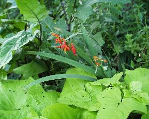 crocosmia