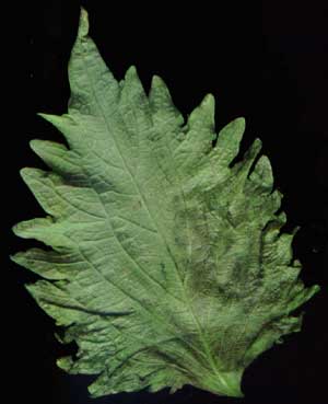 sushi leaf