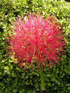 Haemanthus