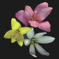 rain lilies