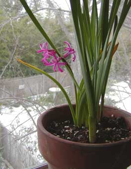 pink hyacinth