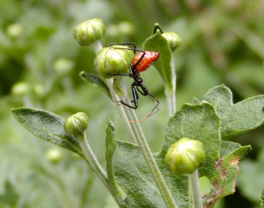 mystery bug