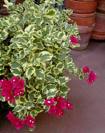 Bougainvillea 'Raspberry Ice'