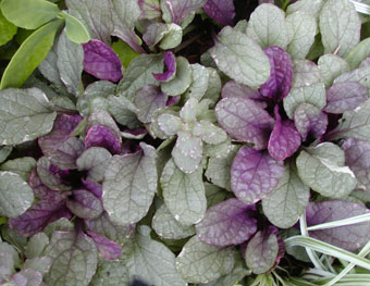 ajuga