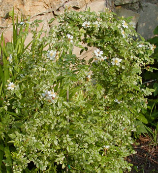 variegated_rose