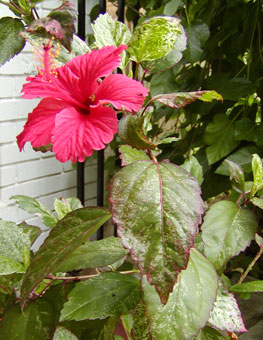 vari hibiscus