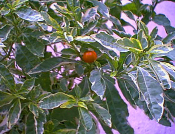 potato bush