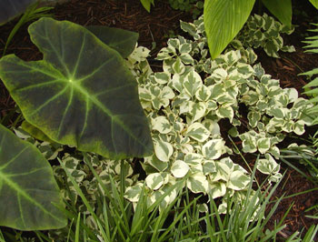 Variegated bougainvillea