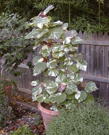 tricolor hibiscus