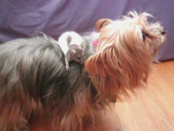 Beau and BB