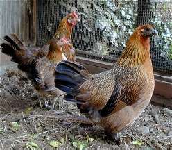 Chickens01.jpg