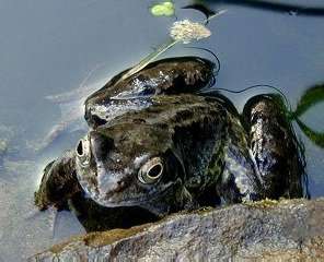 frog01.jpg