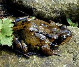 frog02.jpg