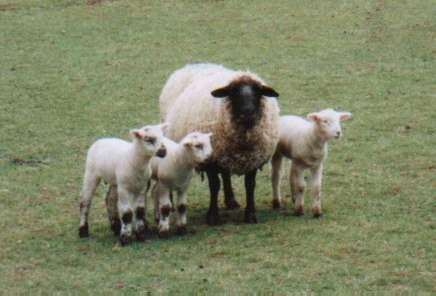 triplets.jpg